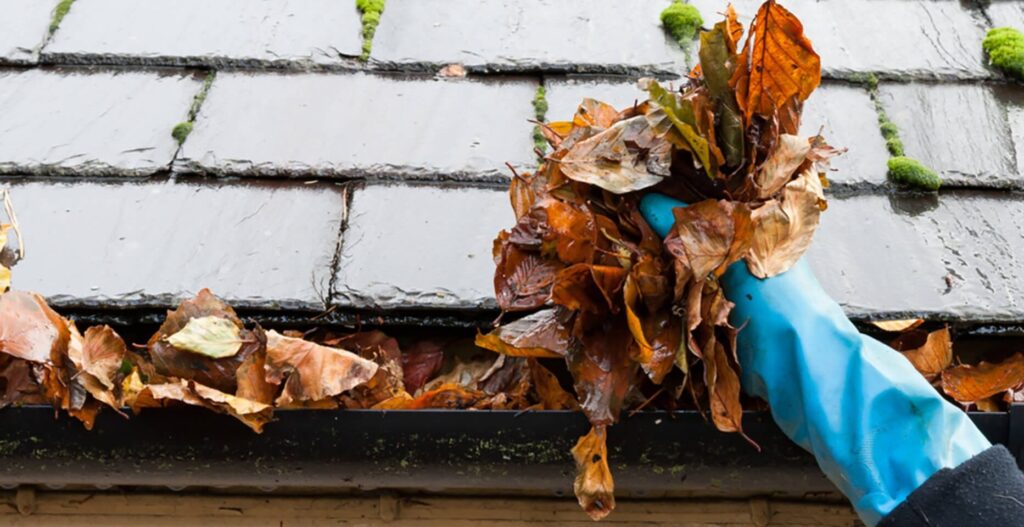 Collecting Leaves